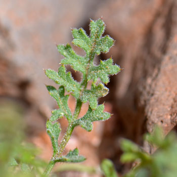 Gilia stellata, Star Gila